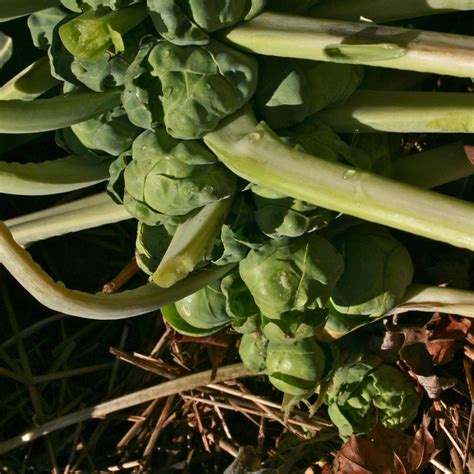 How to Grow Brussels Sprouts In Your Home Garden – Sow True Seed