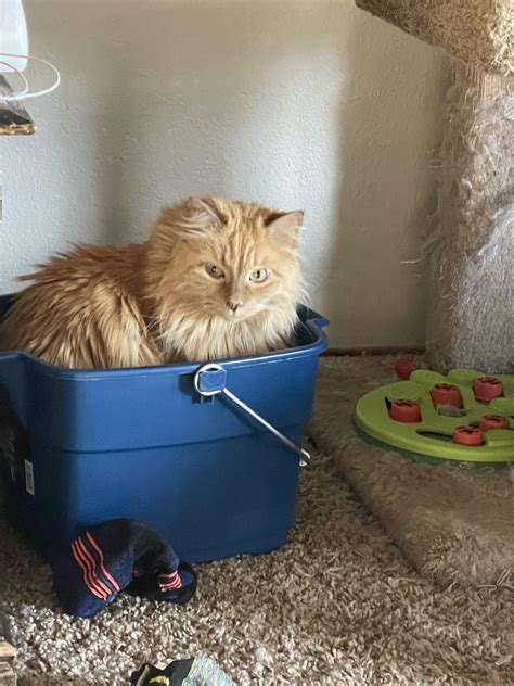 My proud royal kitty recently turned 11. And she’s a unique female golden. She is well aware she ...