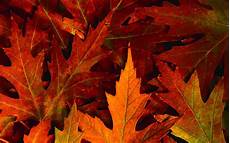 High Resolution Fall Backgrounds Laptop by Fall Wallpapers Hd Pixelstalk Net High Resolution Fall Backgrounds Laptop