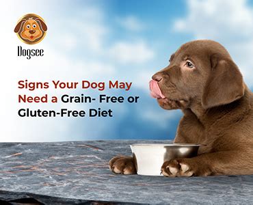 Signs Your Dog May Need a Grain-Free or Gluten-Free Diet | Dogsee