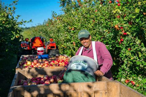 11 Orchards to Go Apple Picking This Fall