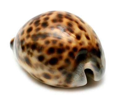 Image result for Ancient Tiger Shell