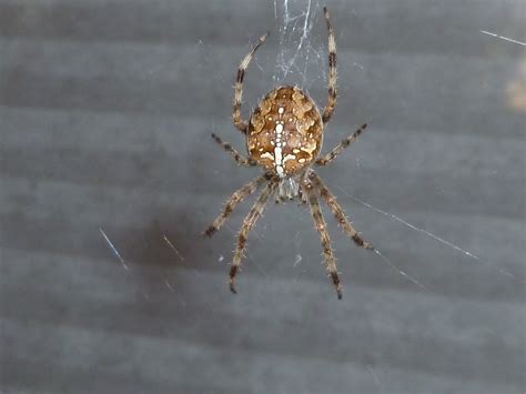 Araneus diadematus (Cross Orb-weaver) in Portland, Oregon United States