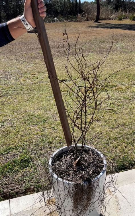 Image result for Laser String for Posts