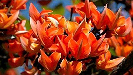 Creative Farmer Rare Tree For Home Garden Butea Monosperma Palash Flame ...