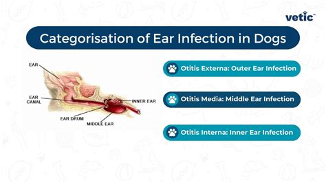 Ear Infection in Dogs: Causes, Signs, Treatment and Prevention