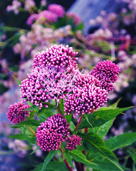 16 Tall Perennial Flowers That Make a Bold Statement in Your Garden