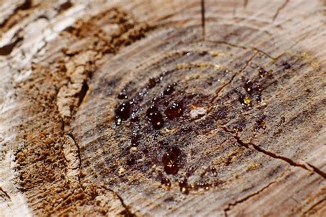 Image result for Exploding SAP Tree