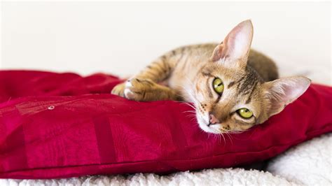 What to Look for in a Pet Boarding Facility - FOUR PAWS International ...