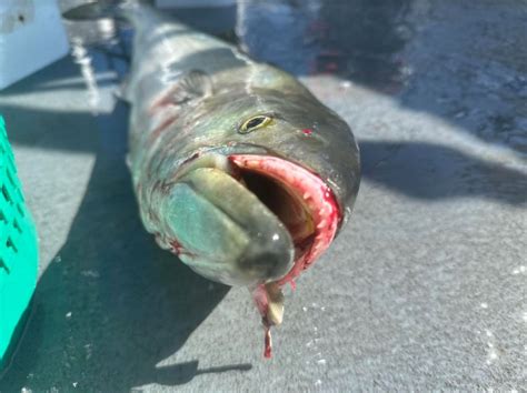 Image result for Bluefish Tutorial