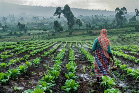 African Agriculture 的图像结果