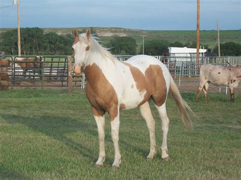 Palomino Painting at PaintingValley.com | Explore collection of ...