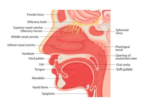 Premium Vector | Illustration of the anatomy of the human larynx and internal pharynx close up