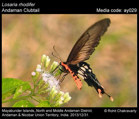 Losaria rhodifer (Butler, 1876) - Andaman Clubtail | Butterfly