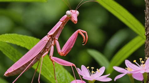 Pink Praying Mantis