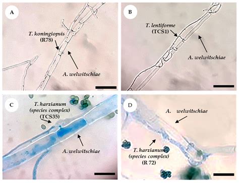 Native and Non-Native Soil and Endophytic Trichoderma spp. from Semi ...