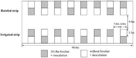 Effect of Biochar and Irrigation on Soybean-Rhizobium Symbiotic ...