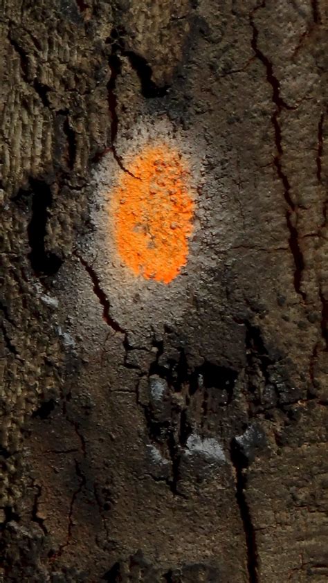 Limekiln Canyon Park 2 . photos by Alice B. Clagett - Awakening with ...