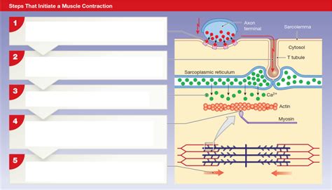 Steps of Muscle Contraction 的图像结果