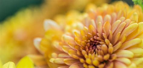 Autumn Yellow - Posters by Frédéric Gombert | Buy Posters, Frames ...