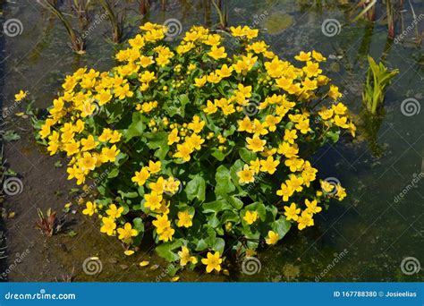 17 Stunning Pond Plants with Yellow Flowers That'll Make Your Water ...