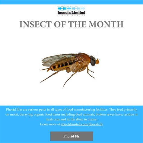 Fruit Flies Vs Gnats