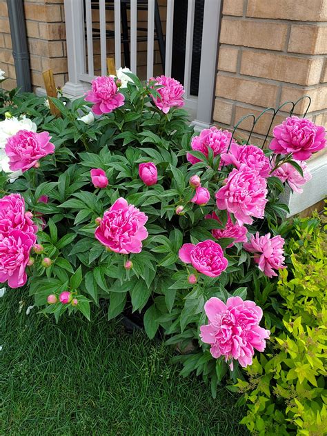 30 Flowers That Come Back Every Year And Bloom The Longest