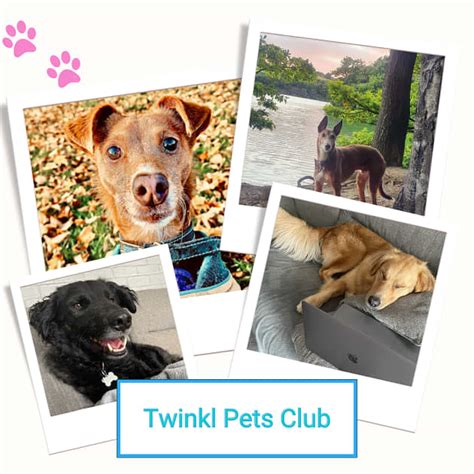 Twinkl Pets: Rescue Dog Edition - Twinkl