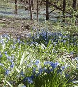 Image result for Rabbit Emerging into Spring