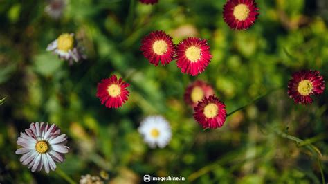 Blur Background HD Images For Photoshop Editing