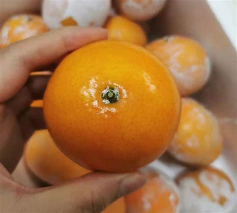 柑橘的生长习性、周期变化、需肥规律，这篇文讲全了！读懂它，种柑不再愁！
