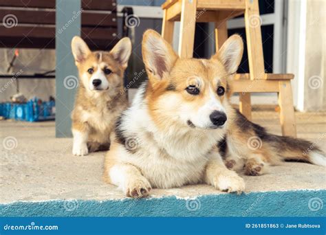 Portrait of Two Welsh Pembroke Corgis Family Lying on Concrete Floor ...