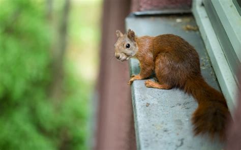 Image result for Squirrel Control