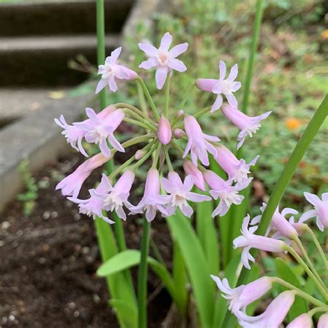 Wild Garlic Plant Flower