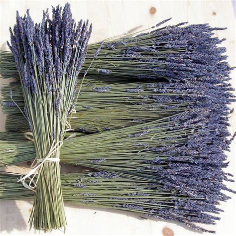 Grosso Lavender Plants