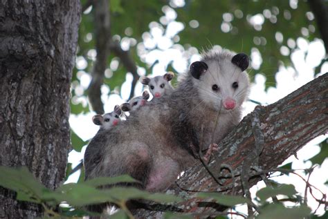 Possum With Rabies
