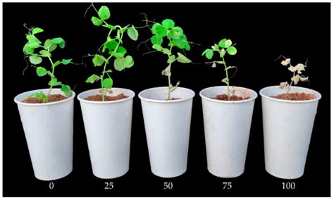 Screening for Pea Germplasms Resistant to Fusarium Wilt Race 5