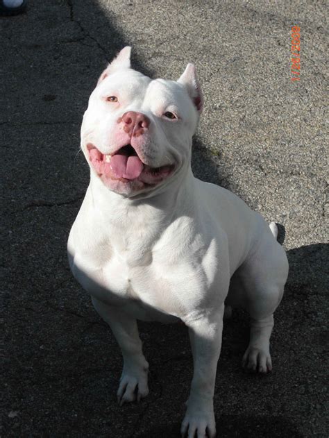 White pitbull – Artofit