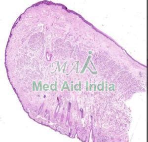 Oral Histology Cheek Mucosa Slide Manufacturer, Supplier from Noida