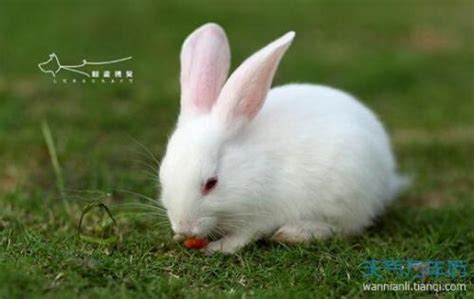 兔子的尾巴有多長，你知道嗎？ - 愛寵物咨詢網