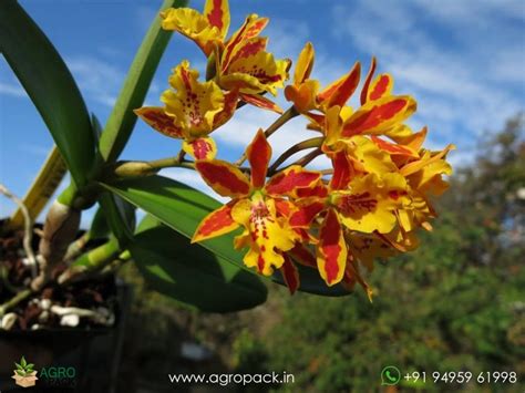 Ett. Hsiang Yu Gold Coast Red Fireworks Orchid Plant For Sale In India ...