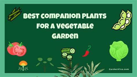 Best Companion Plants for Vegetable Garden - Complete Guide