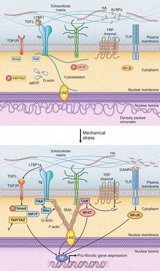 The Soft- and Hard-Heartedness of Cardiac Fibroblasts ...