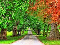 Tree Wallpaper by Wallpapers Trees Wallpapers Tree Wallpaper