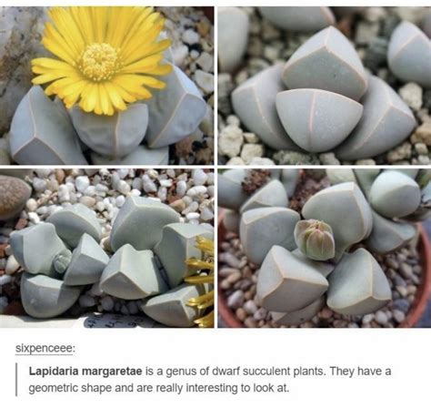 Pin by Arcticsnowfall on 🌸 Plants/Gardens 🌸 | Plants, Pretty plants ...