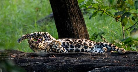 Satpura National Park Tour with 2 Jeep Safari
