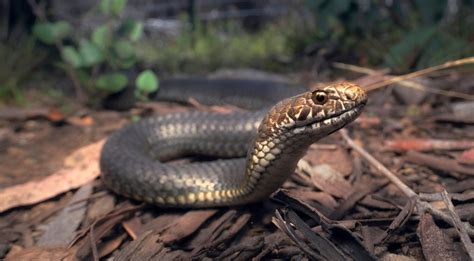 Copperhead Snake Venom Type at Bryan Riggs blog