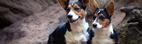 Download wallpaper dogs, nature, Corgi, section dog in resolution 2880x900