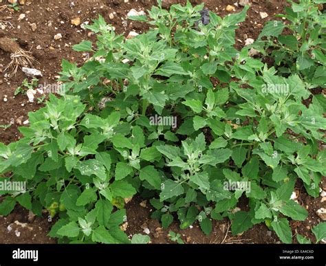 Goosefoot weed hi-res stock photography and images - Alamy