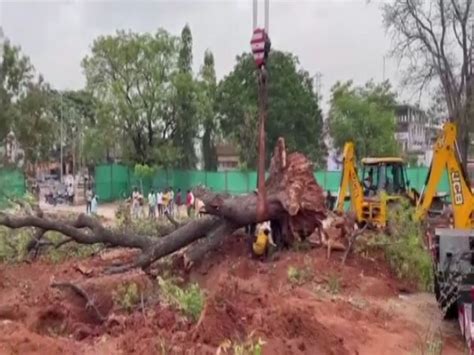 Telangana: Mahbubnagar administration translocates four 100-year-old trees